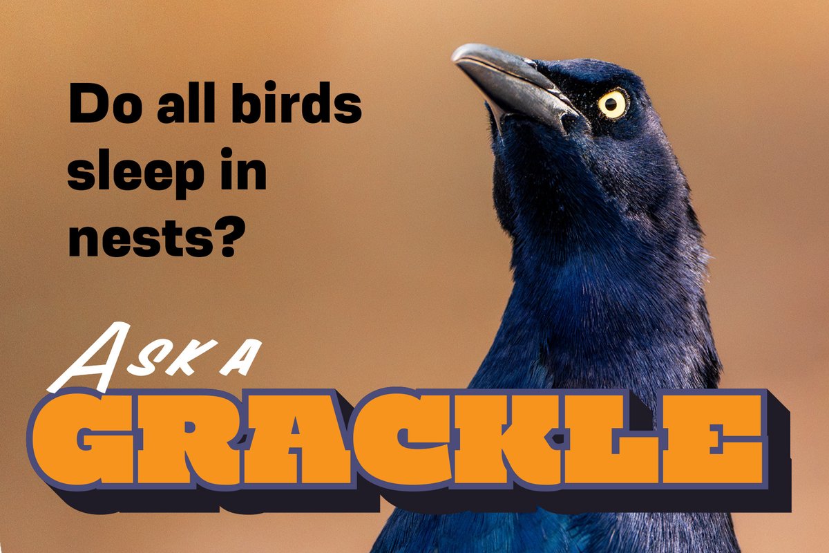 A photo of a Grackle with the title Ask A Grackle and "Do all birds sleep in nests?" on the photo.