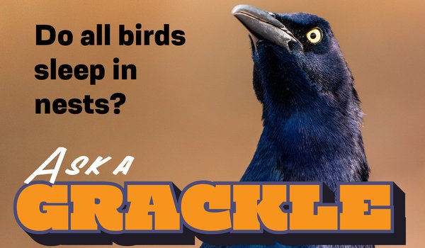 A photo of a Grackle with the title Ask A Grackle and "Do all birds sleep in nests?" on the photo.