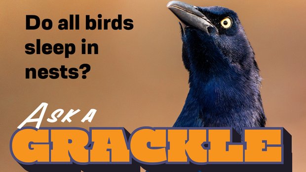 A photo of a Grackle with the title Ask A Grackle and "Do all birds sleep in nests?" on the photo.