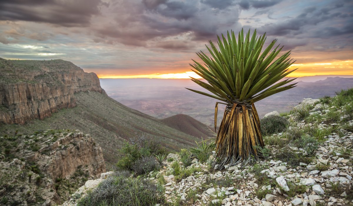 Overlook of the mountains and plant life at Sierra Diablo Wildlife Management Area.