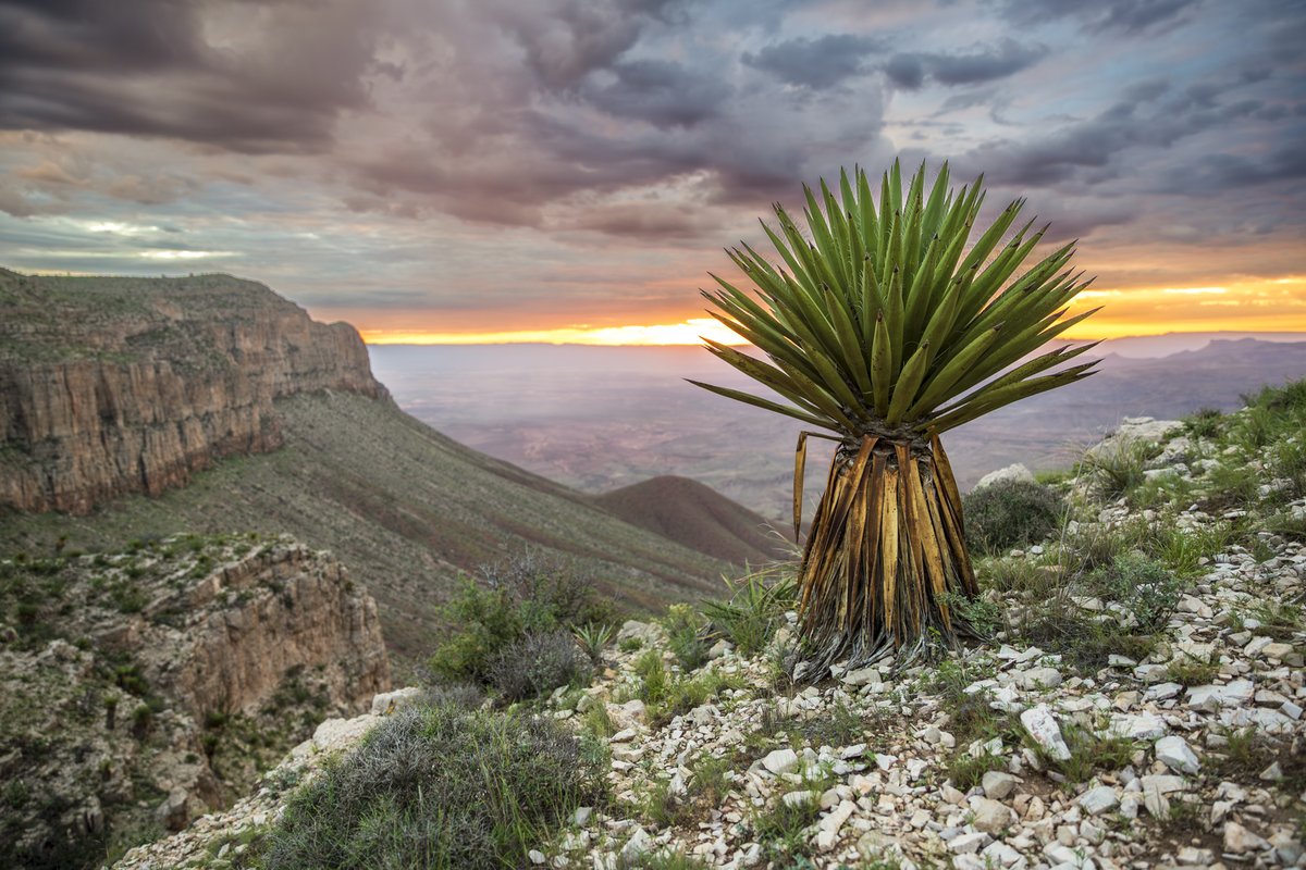 Overlook of the mountains and plant life at Sierra Diablo Wildlife Management Area.