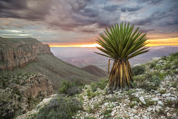 Overlook of the mountains and plant life at Sierra Diablo Wildlife Management Area.