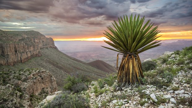 Overlook of the mountains and plant life at Sierra Diablo Wildlife Management Area.