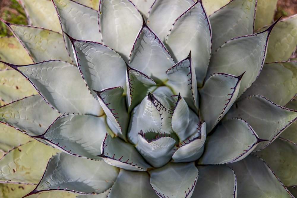 Succulent growing in the Sierra Diablo Wildlife Management Area.