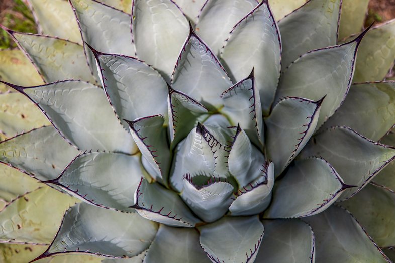 Succulent growing in the Sierra Diablo Wildlife Management Area.
