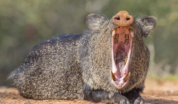 A javelina lying on the ground yawning.