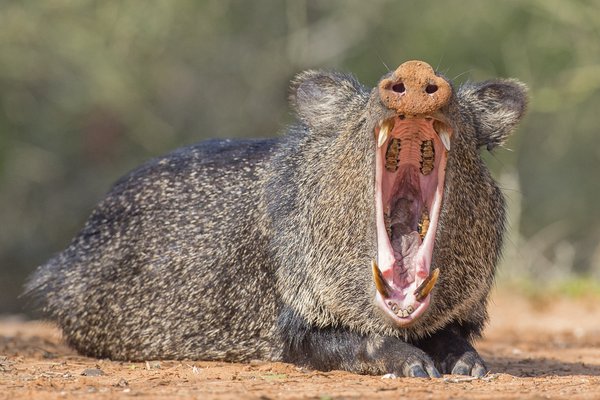 A javelina lying on the ground yawning.