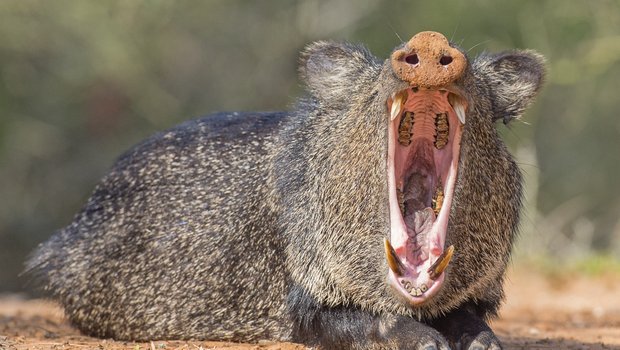 A javelina lying on the ground yawning.