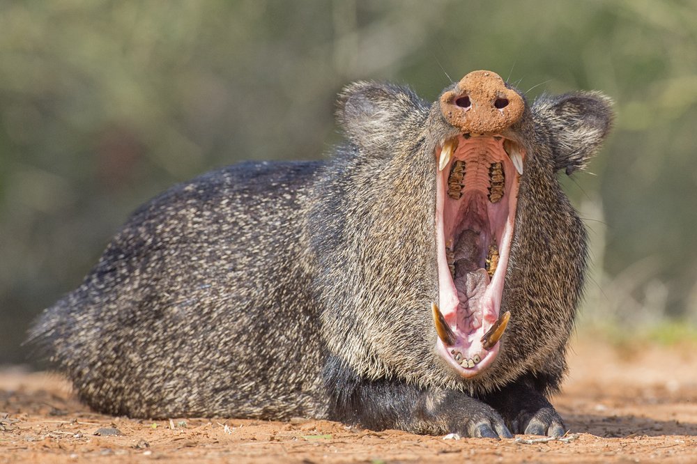 A javelina lying on the ground yawning.