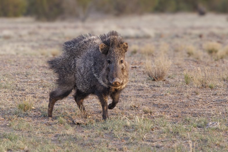 Javelina in a field.