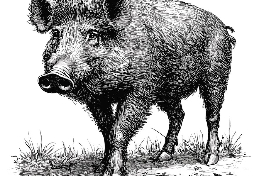 Sketch of a feral hog.