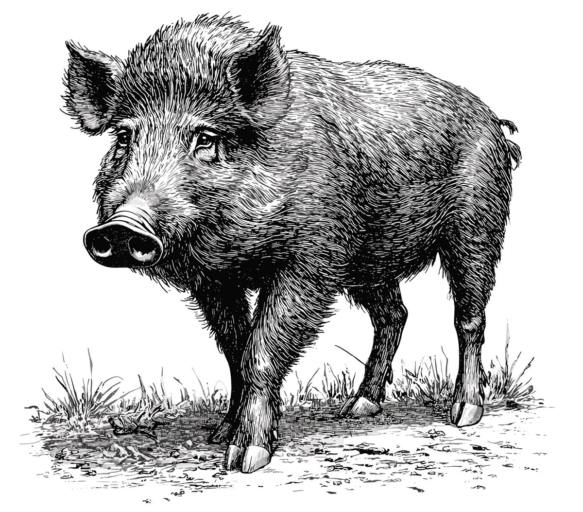 Sketch of a feral hog.