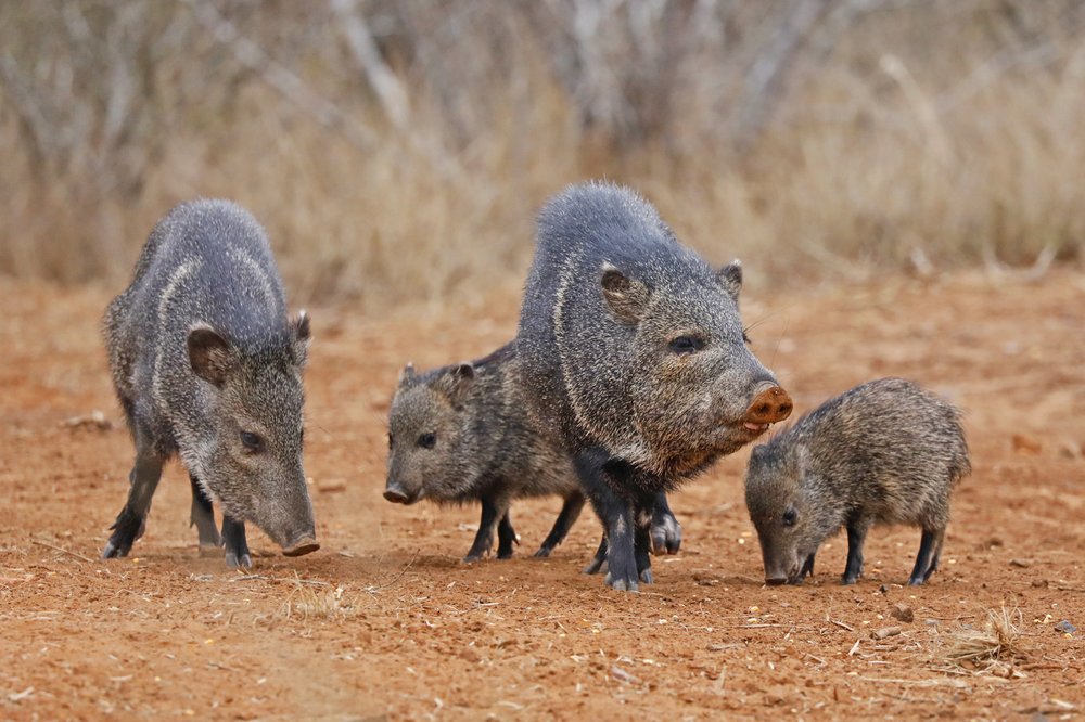 A group of javelinas in a field.