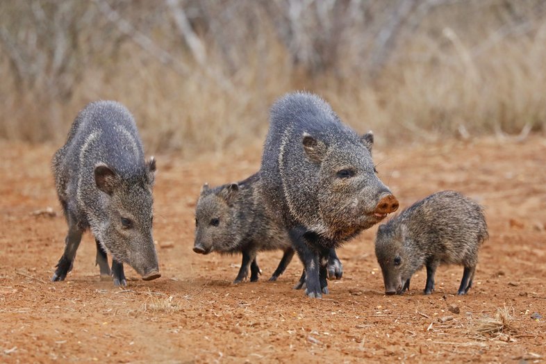 A group of javelinas in a field.