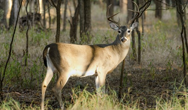 A deer standing at the edge of the woods.
