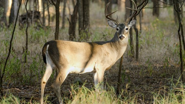 A deer standing at the edge of the woods.