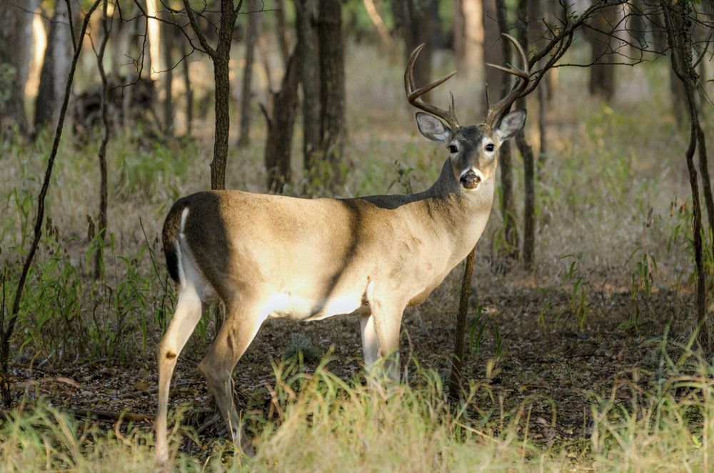 A deer standing at the edge of the woods.