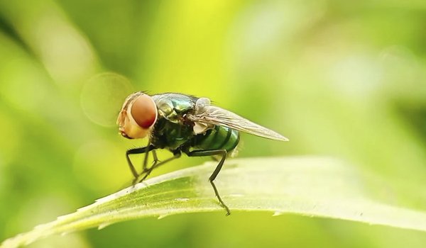 New World screwworm on a blade of grass.