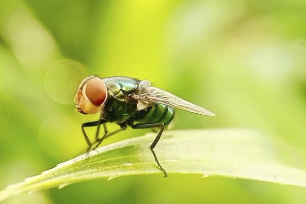 New World screwworm on a blade of grass.