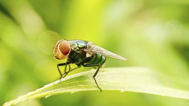 New World screwworm on a blade of grass.