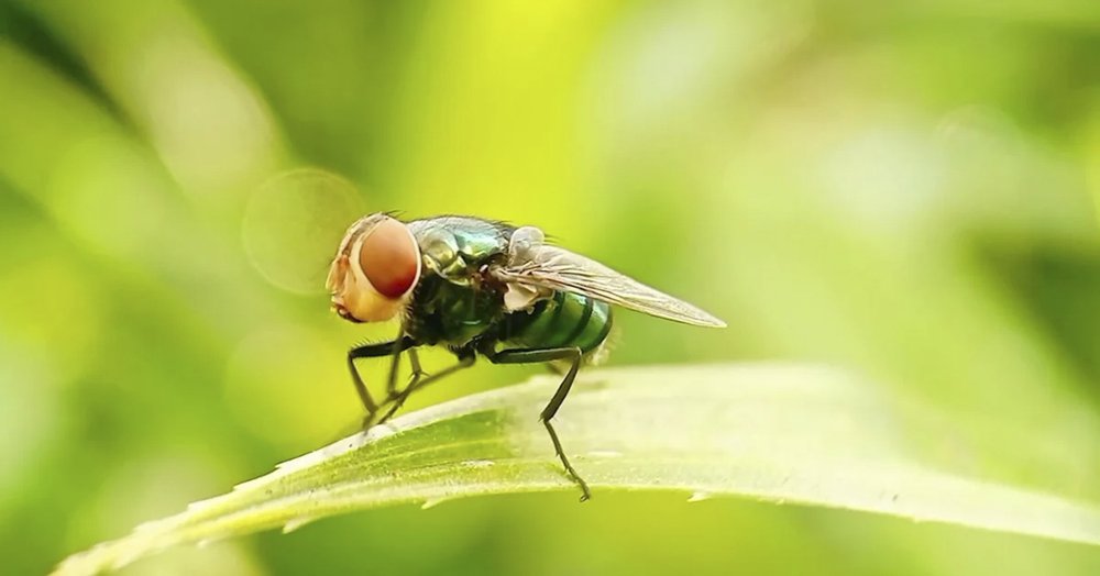 New World screwworm on a blade of grass.