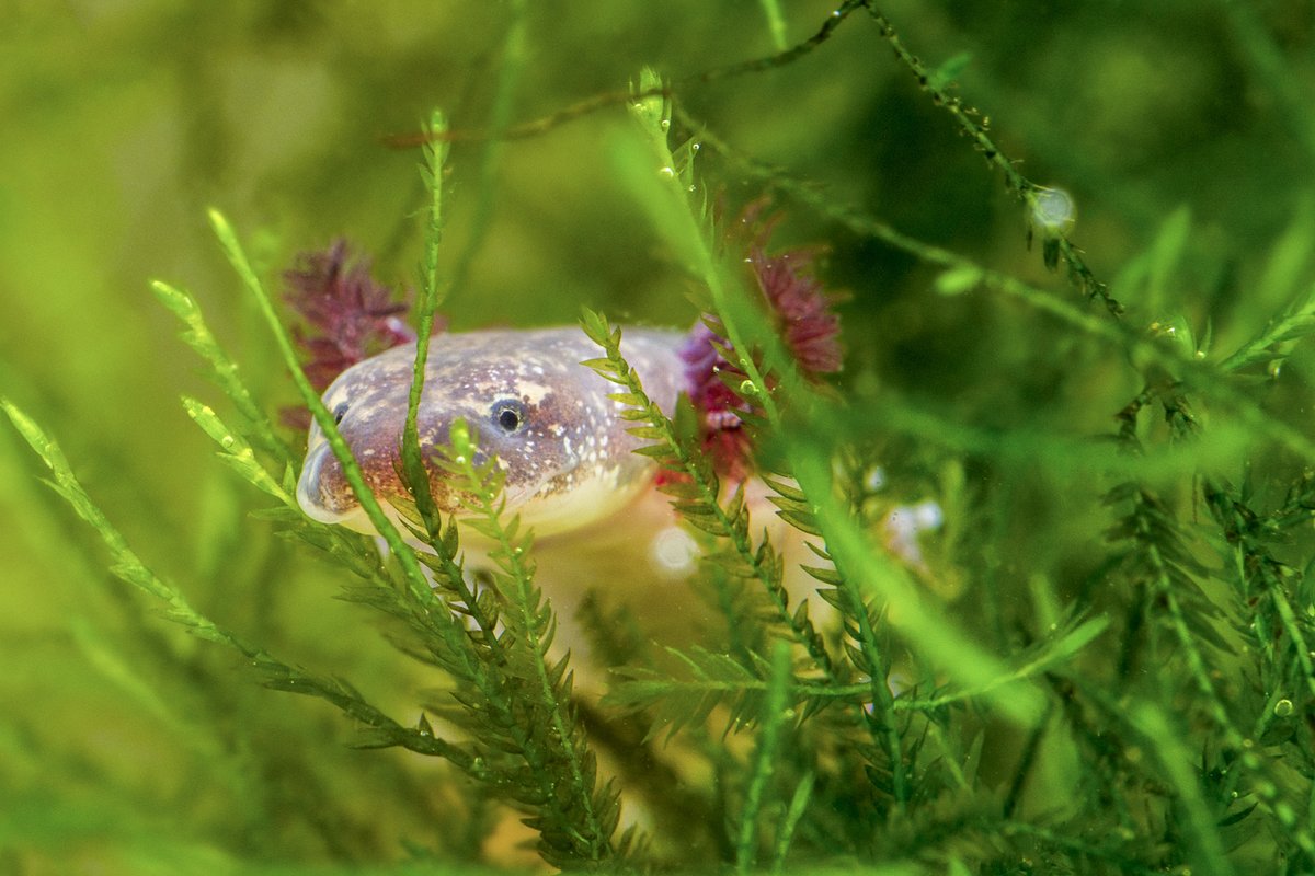 Salamander swimming the green plants in Barton Springs