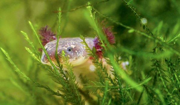 Salamander swimming the green plants in Barton Springs