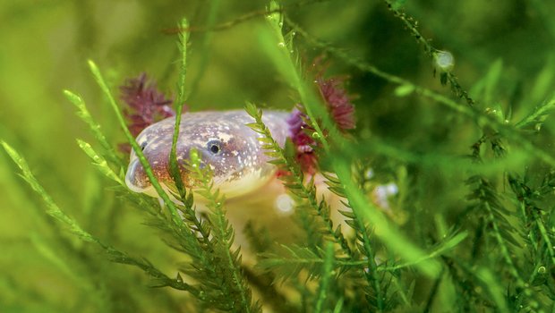 Salamander swimming the green plants in Barton Springs