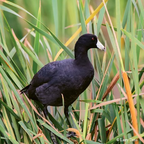 American Coot an all-dark bird has a pale white bill resting in tall grass