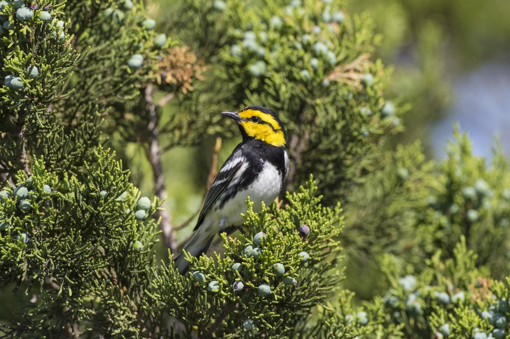 A golden cheeked warbler perches on a juniper branch.