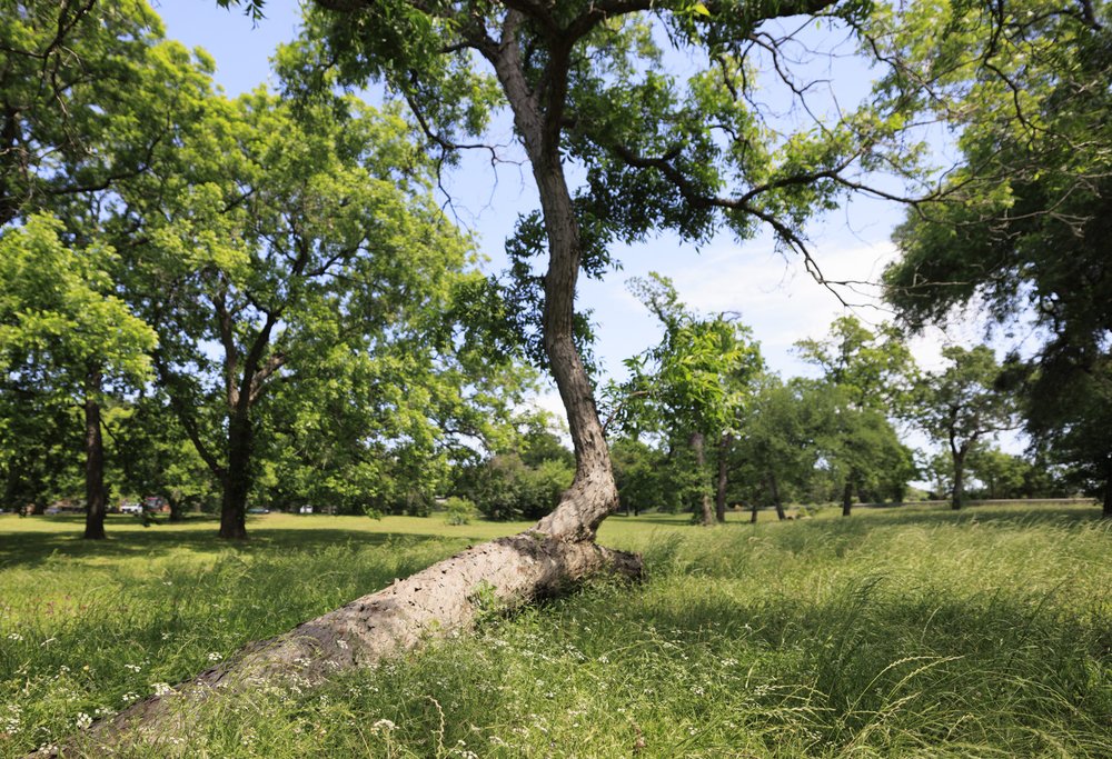 A tree in a grassy field