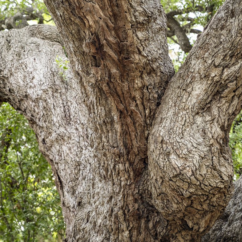 A image showing the texture of an oak tree