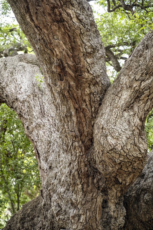 A image showing the texture of an oak tree