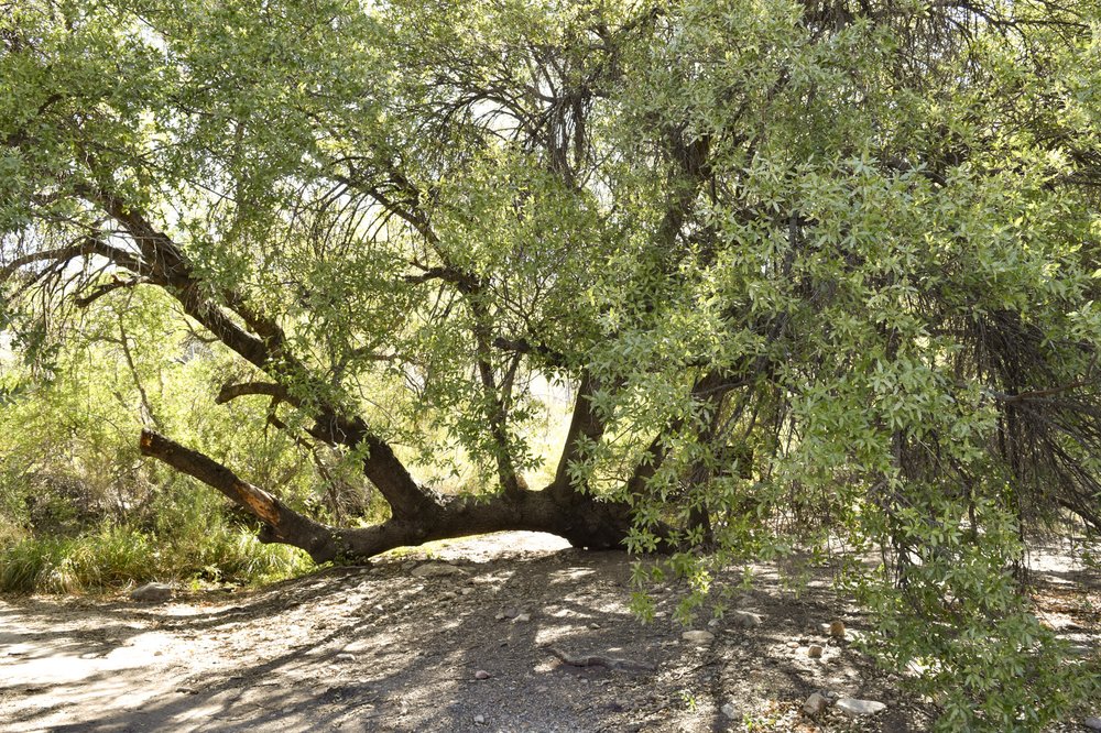 A tree with a branch on the ground and four branches going up from there