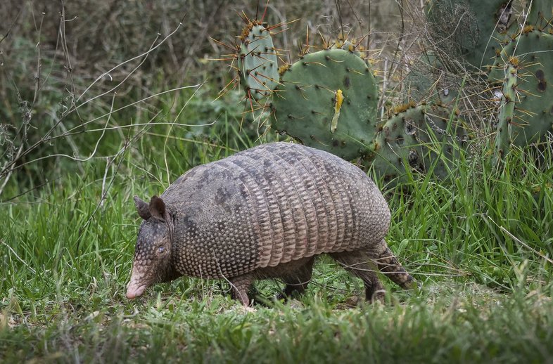 An armadillo walks in the grass.