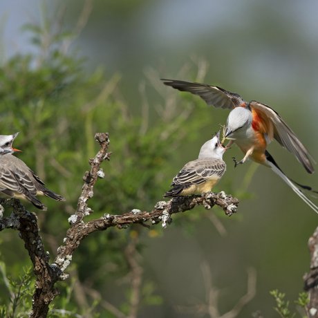 A scissor-tail flycatcher brings food to feed another bird from its mouth