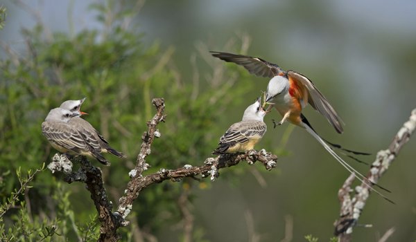A scissor-tail flycatcher brings food to feed another bird from its mouth