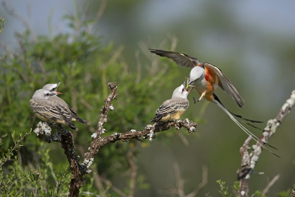 A scissor-tail flycatcher brings food to feed another bird from its mouth