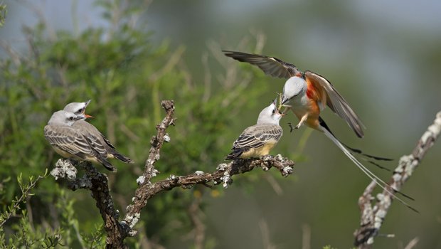 A scissor-tail flycatcher brings food to feed another bird from its mouth