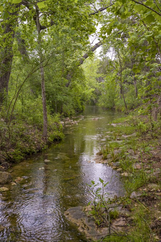 A creek runs through a very green tree covered area