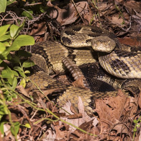 A brown rattlesnake laying in dead leaves