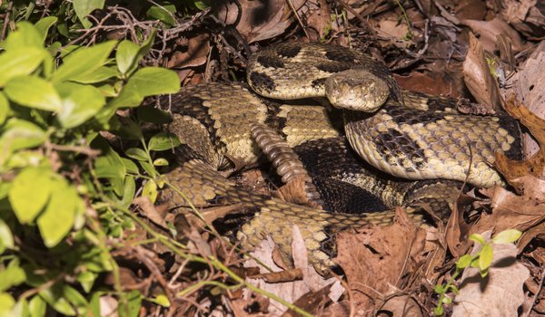 A brown rattlesnake laying in dead leaves