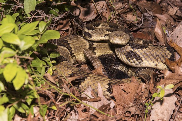 A brown rattlesnake laying in dead leaves