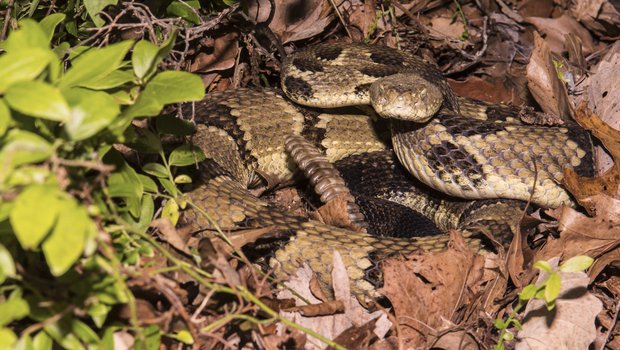 A brown rattlesnake laying in dead leaves