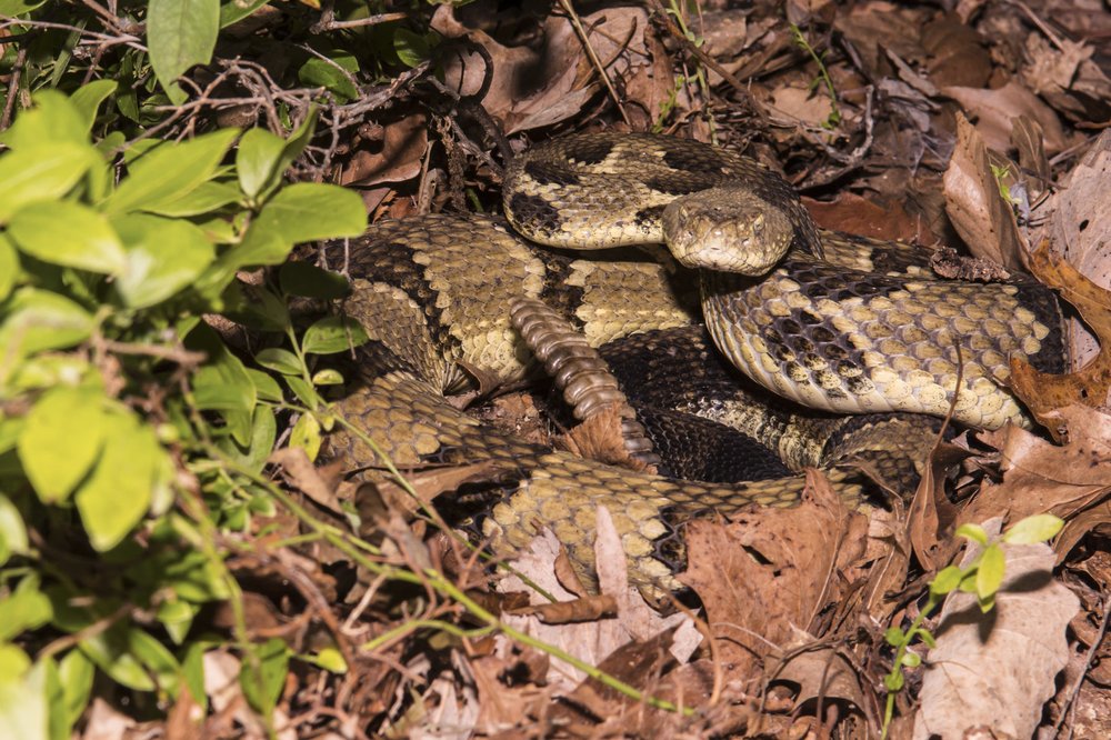 A brown rattlesnake laying in dead leaves