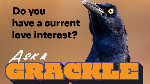 Ask a Grackle graphic featuring the Grackle and the question: Do you currently have a love interest?