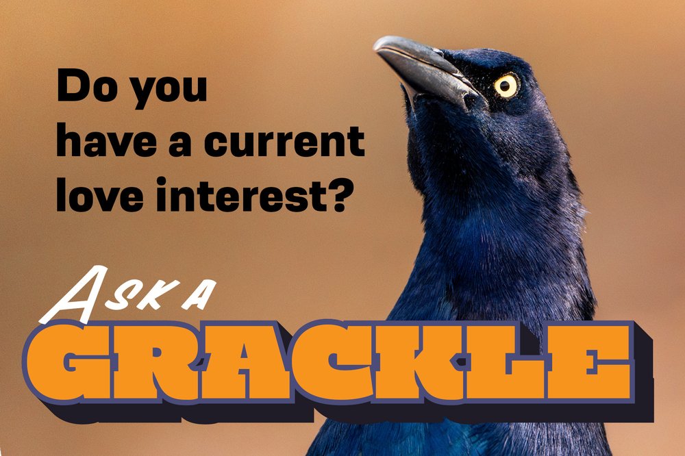 Ask a Grackle graphic featuring the Grackle and the question: Do you currently have a love interest?