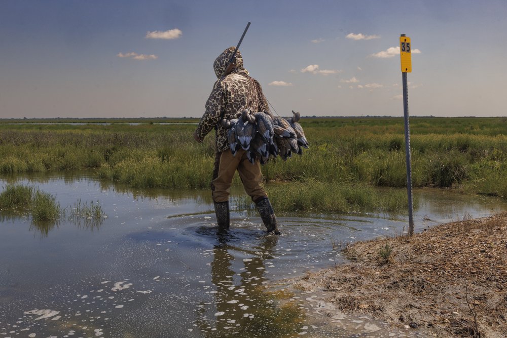 Hunter in camouflage and waders carries duck decoys into the wetlands at Guadalupe Delta WMA