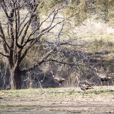 Wild turkeys walking near a river.