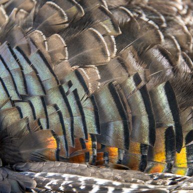 Close up of the feathers on a turkey.